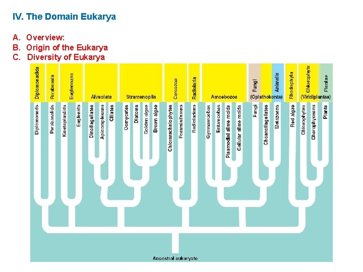 IV. The Domain Eukarya A. Overview: B. Origin of the Eukarya C. Diversity of