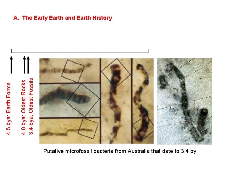 4. 0 bya: Oldest Rocks 3. 4 bya: Oldest Fossils 4. 5 bya: Earth