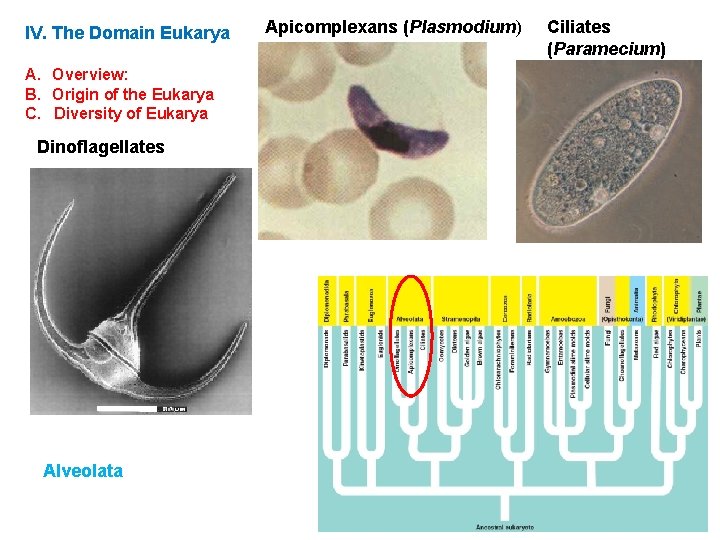 IV. The Domain Eukarya A. Overview: B. Origin of the Eukarya C. Diversity of