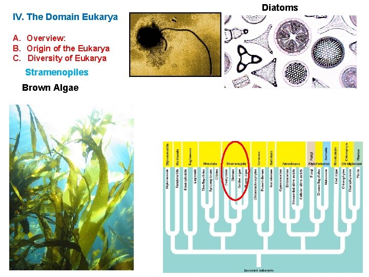 IV. The Domain Eukarya A. Overview: B. Origin of the Eukarya C. Diversity of