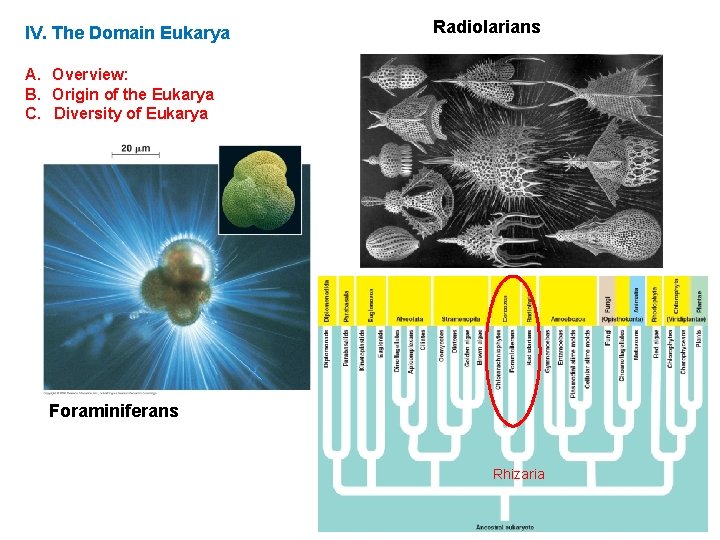 IV. The Domain Eukarya Radiolarians A. Overview: B. Origin of the Eukarya C. Diversity