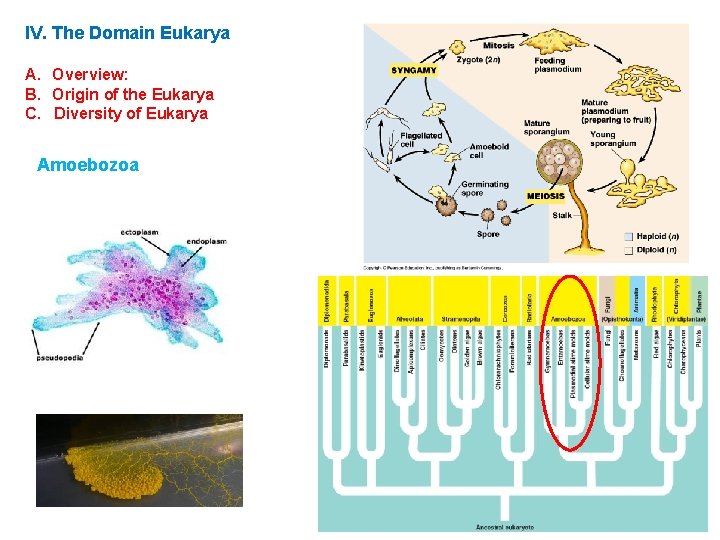 IV. The Domain Eukarya A. Overview: B. Origin of the Eukarya C. Diversity of