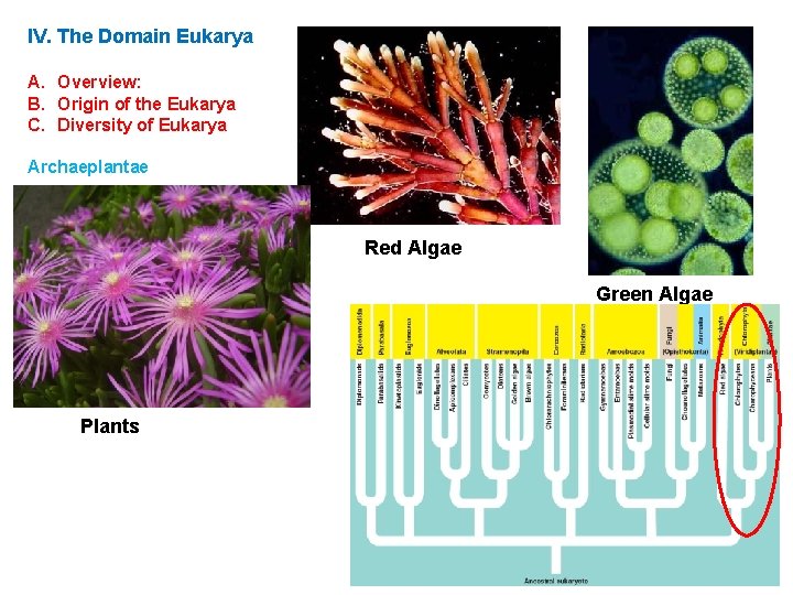 IV. The Domain Eukarya A. Overview: B. Origin of the Eukarya C. Diversity of