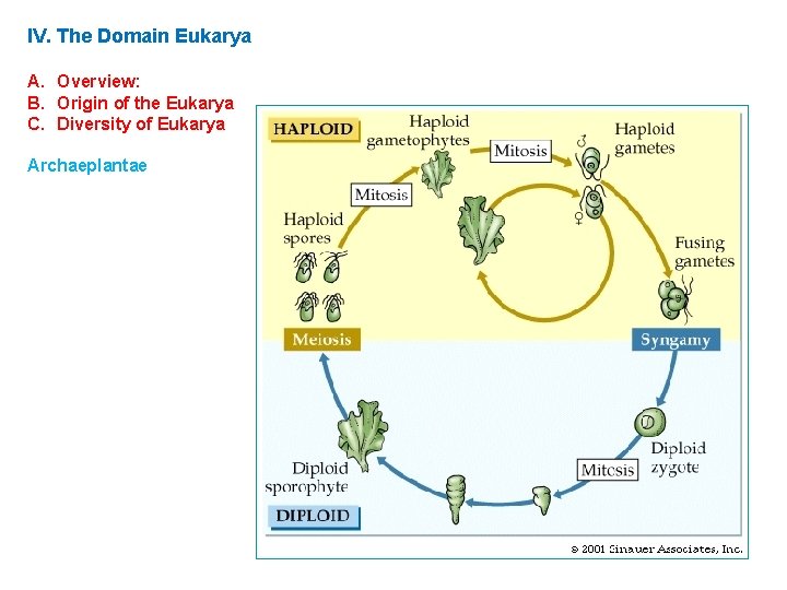 IV. The Domain Eukarya A. Overview: B. Origin of the Eukarya C. Diversity of