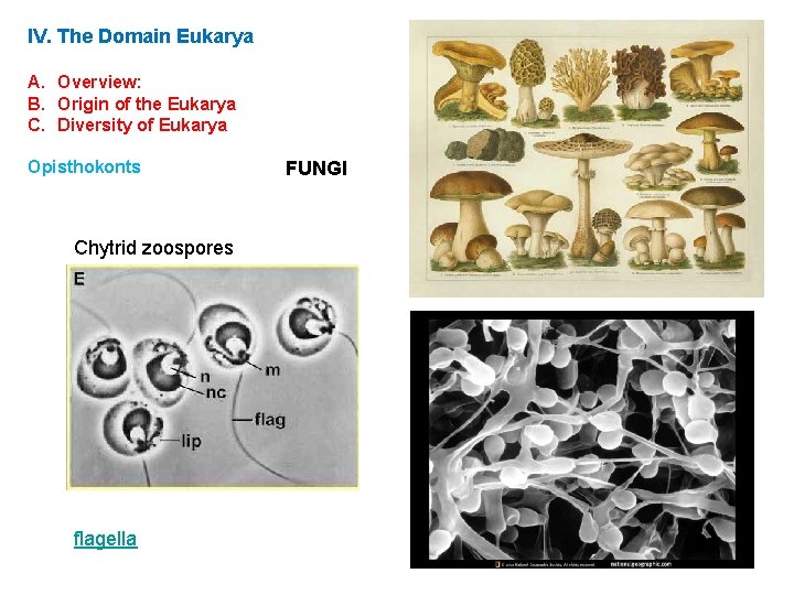 IV. The Domain Eukarya A. Overview: B. Origin of the Eukarya C. Diversity of