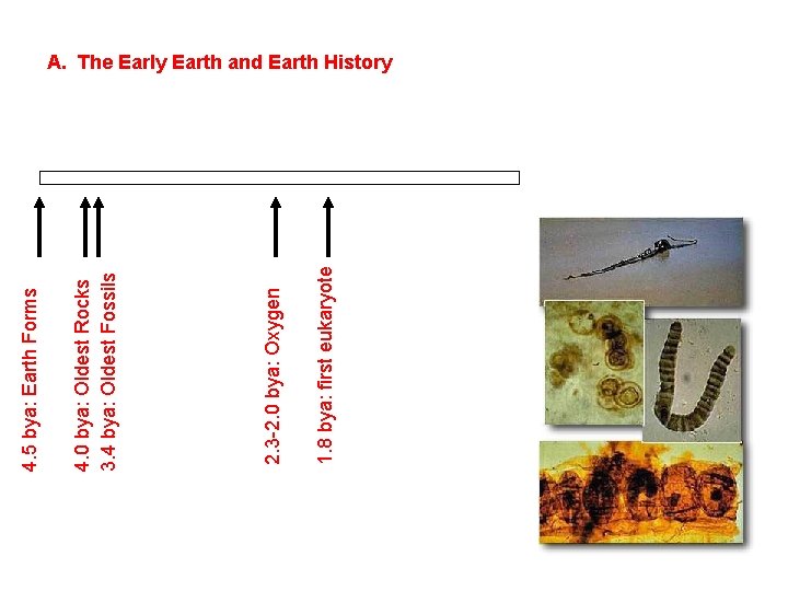 1. 8 bya: first eukaryote 2. 3 -2. 0 bya: Oxygen 4. 0 bya: