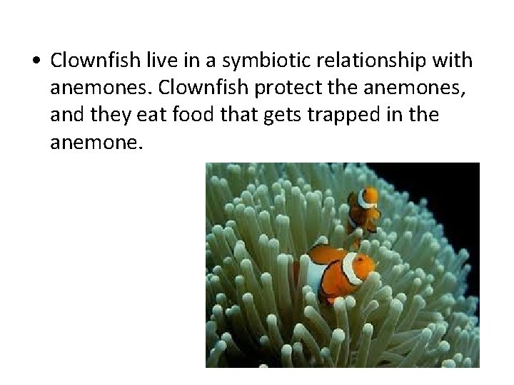  • Clownfish live in a symbiotic relationship with anemones. Clownfish protect the anemones,