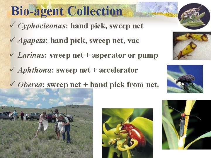 Bio-agent Collection ü Cyphocleonus: hand pick, sweep net ü Agapeta: hand pick, sweep net,