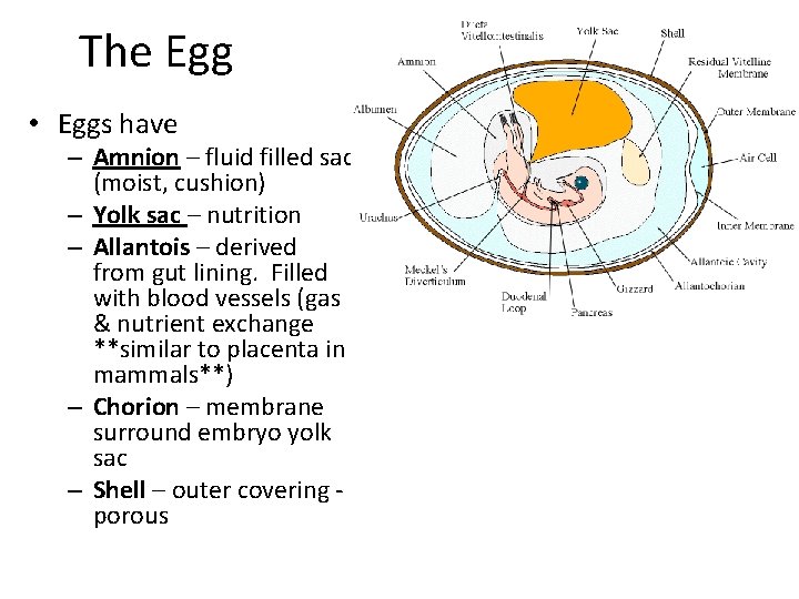 The Egg • Eggs have – Amnion – fluid filled sac (moist, cushion) –
