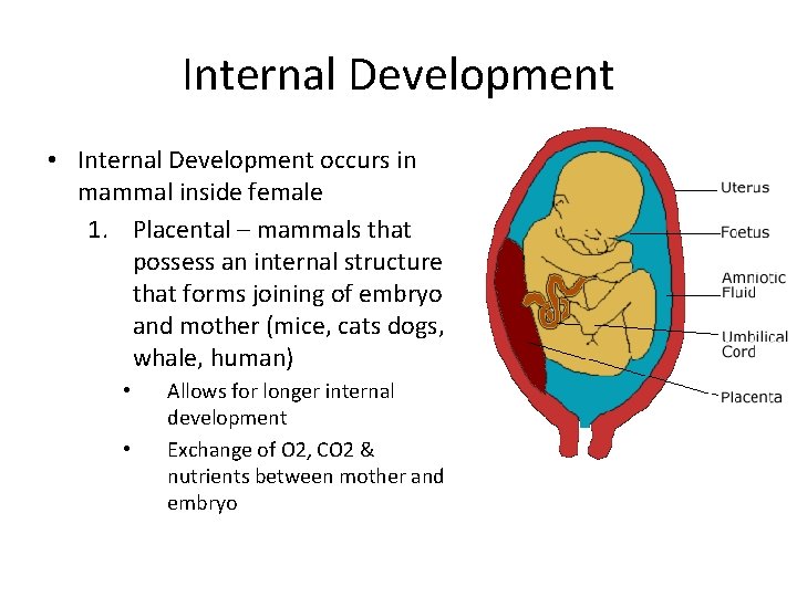 Internal Development • Internal Development occurs in mammal inside female 1. Placental – mammals