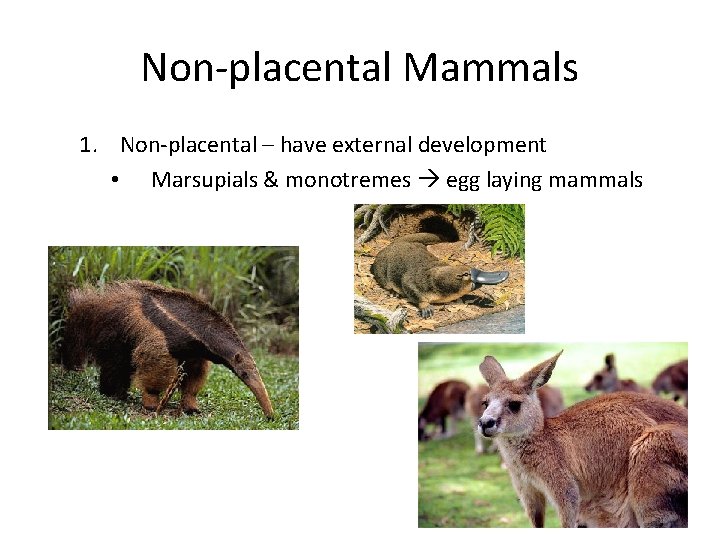 Non-placental Mammals 1. Non-placental – have external development • Marsupials & monotremes egg laying
