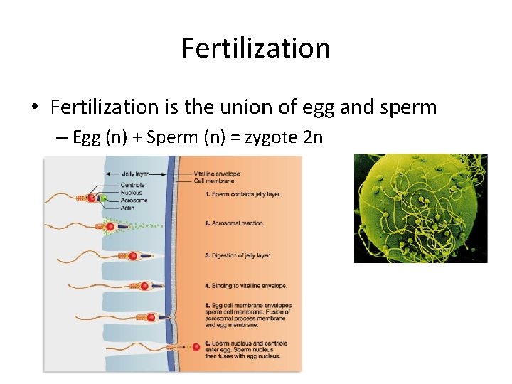 Fertilization • Fertilization is the union of egg and sperm – Egg (n) +