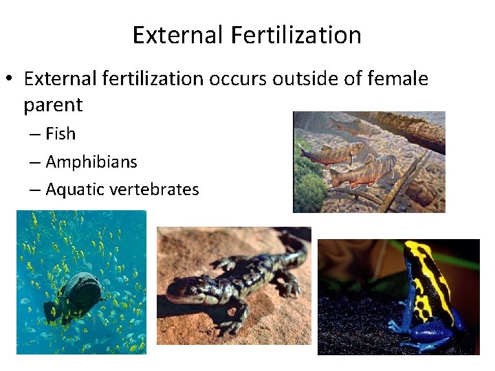 External Fertilization • External fertilization occurs outside of female parent – Fish – Amphibians