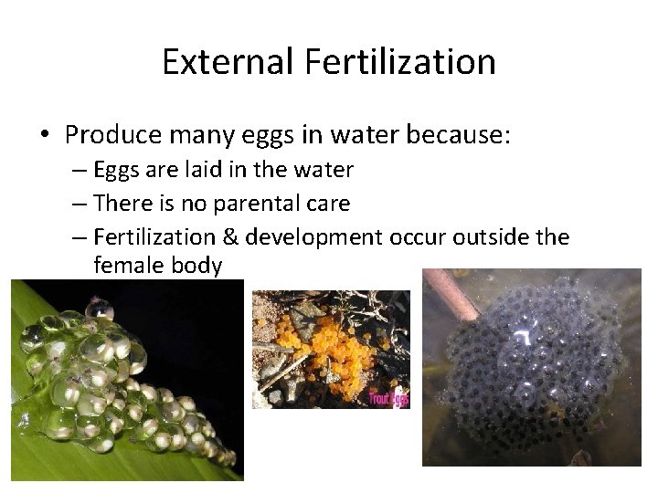 External Fertilization • Produce many eggs in water because: – Eggs are laid in