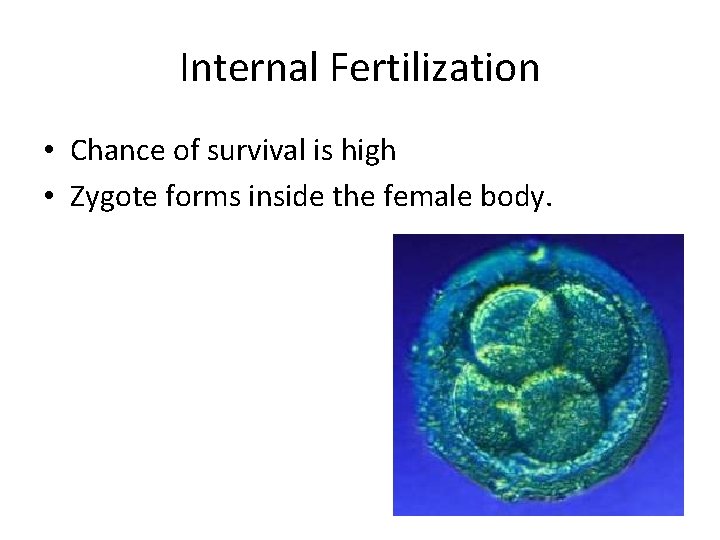 Internal Fertilization • Chance of survival is high • Zygote forms inside the female