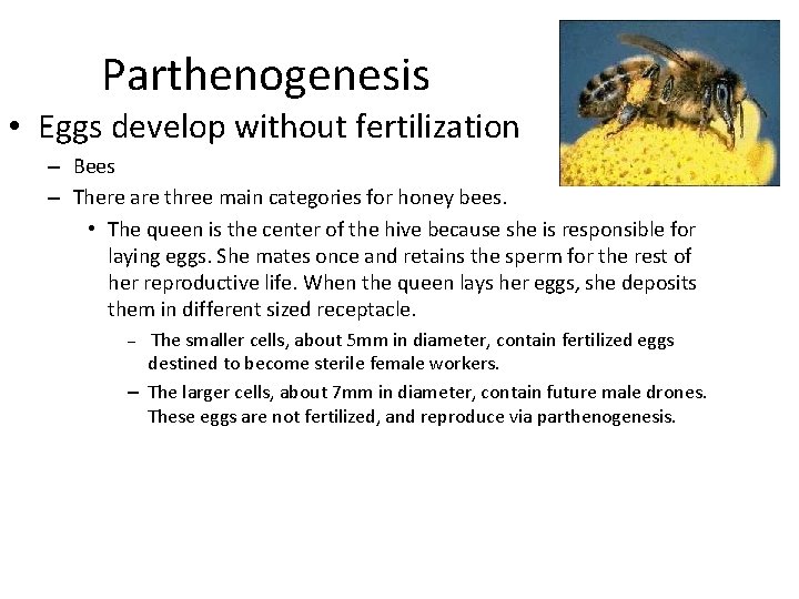 Parthenogenesis • Eggs develop without fertilization – Bees – There are three main categories