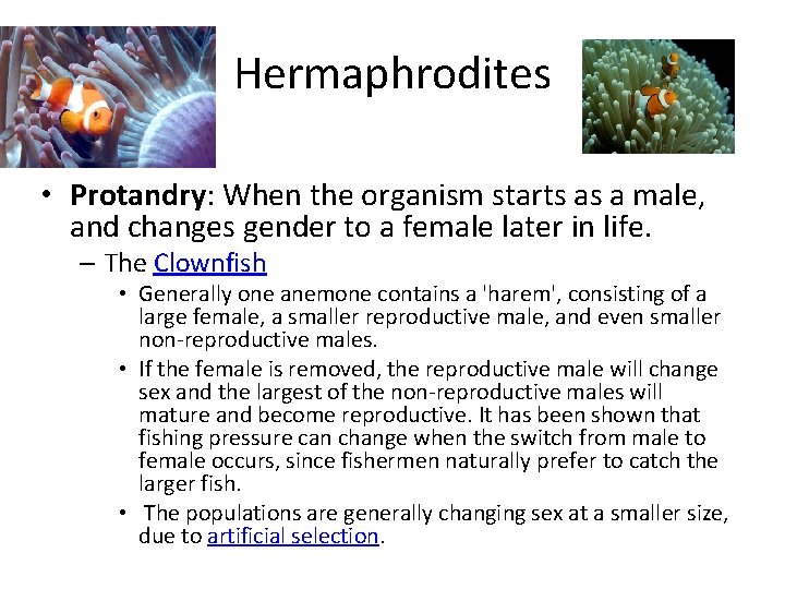 Hermaphrodites • Protandry: When the organism starts as a male, and changes gender to