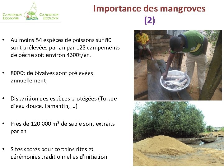 Importance des mangroves (2) • Au moins 54 espèces de poissons sur 80 sont