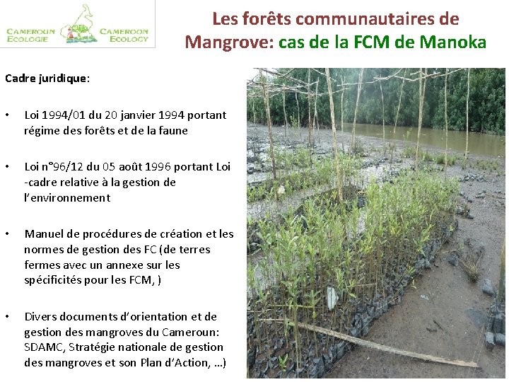 Les forêts communautaires de Mangrove: cas de la FCM de Manoka Cadre juridique: •