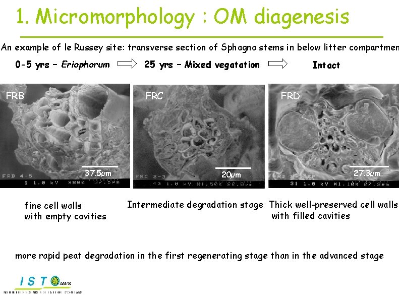 1. Micromorphology : OM diagenesis An example of le Russey site: transverse section of