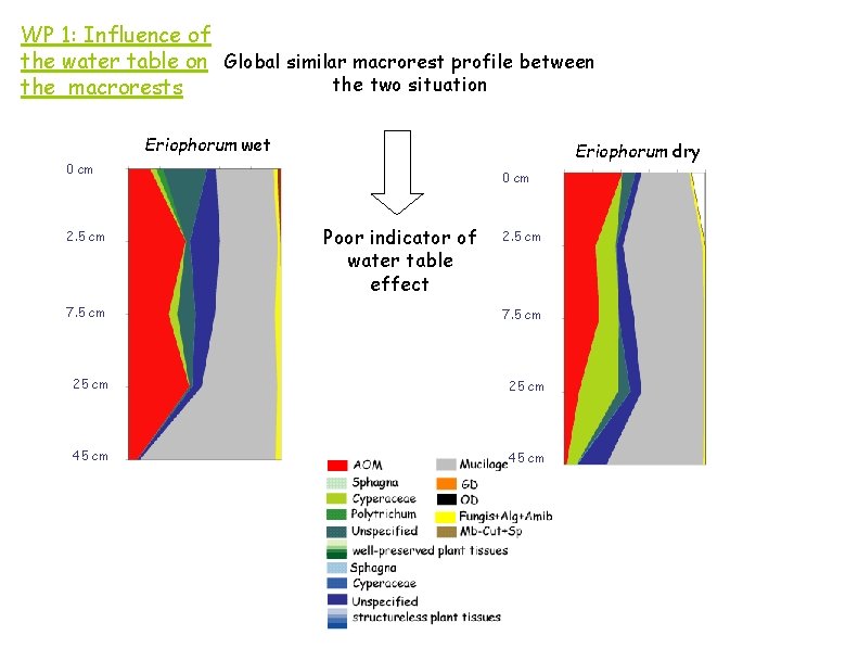 WP 1: Influence of the water table on Global similar macrorest profile between the