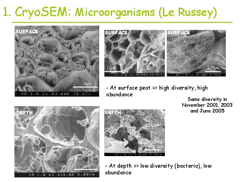 1. Cryo. SEM: Microorganisms (Le Russey) SURFACE 12µm 10µm 3. 75µm - At surface