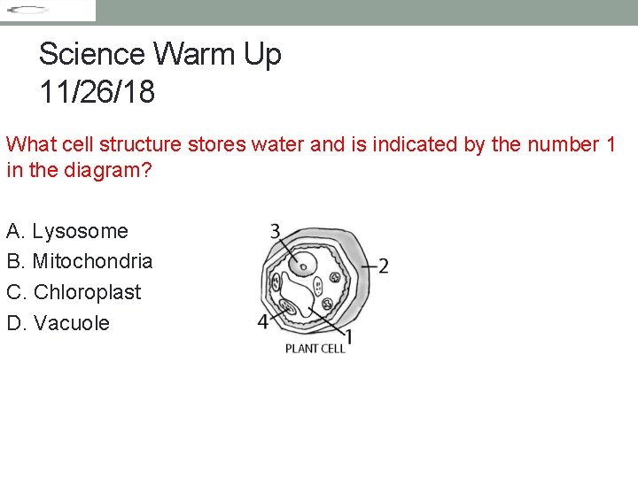 Science Warm Up 11/26/18 What cell structure stores water and is indicated by the