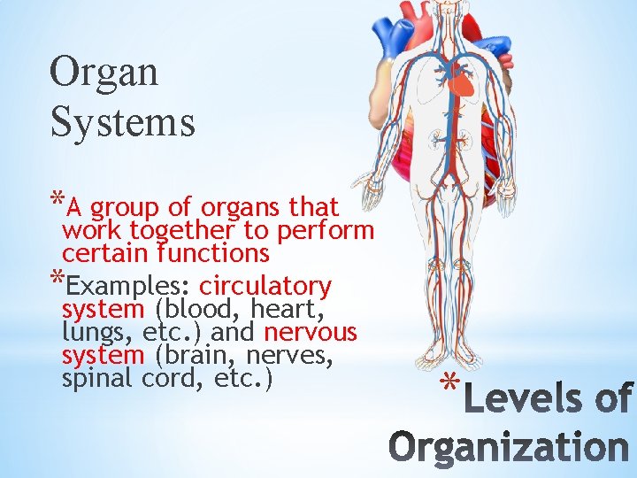 Organ Systems *A group of organs that work together to perform certain functions *Examples: