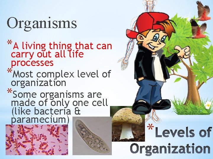 Organisms *A living that can carry out all life processes *Most complex level of