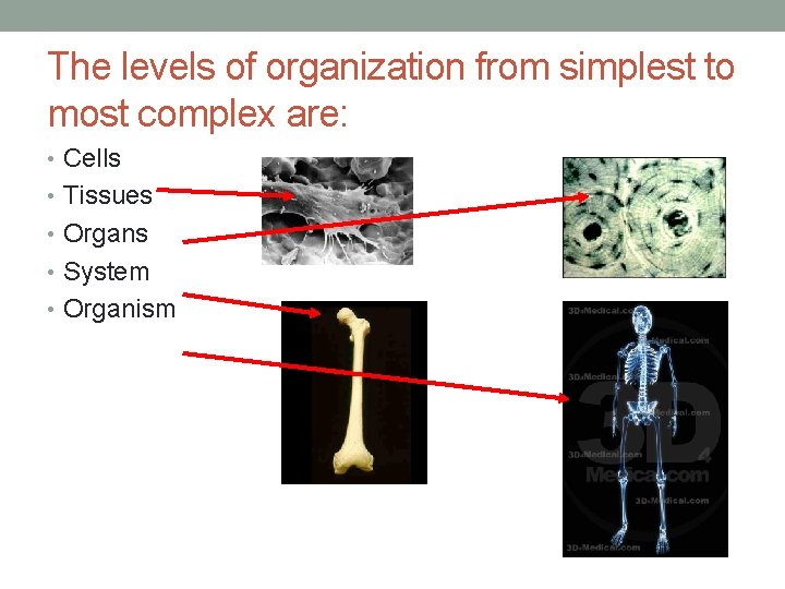 The levels of organization from simplest to most complex are: • Cells • Tissues