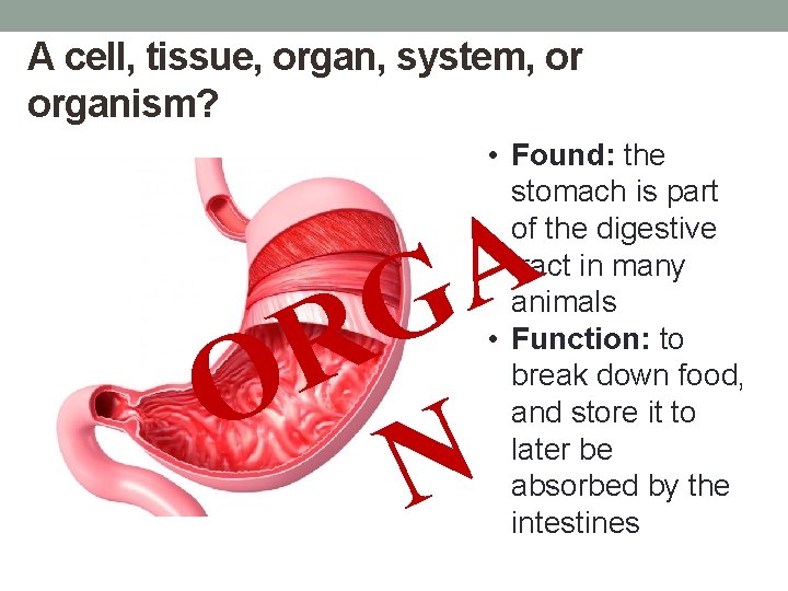 A cell, tissue, organ, system, or organism? • Found: the stomach is part of