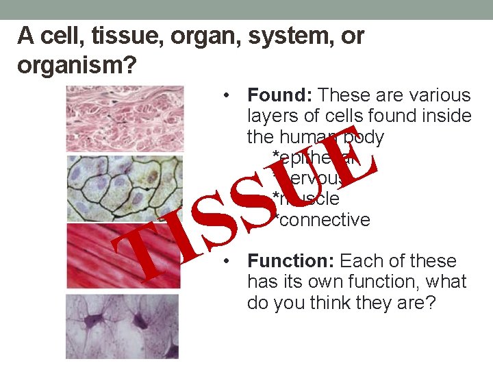 A cell, tissue, organ, system, or organism? • Found: These are various layers of