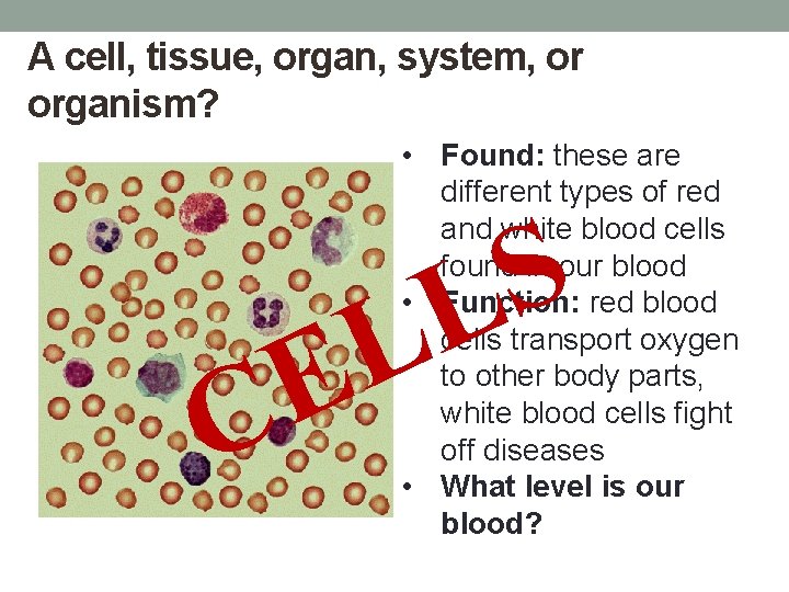A cell, tissue, organ, system, or organism? • Found: these are different types of