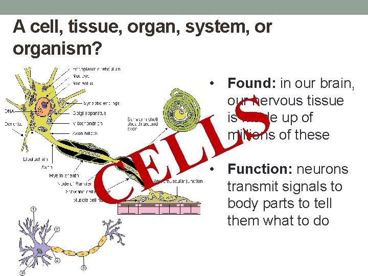 A cell, tissue, organ, system, or organism? • Found: in our brain, our nervous