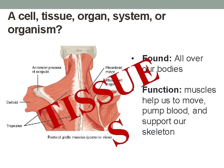 A cell, tissue, organ, system, or organism? • Found: All over our bodies E