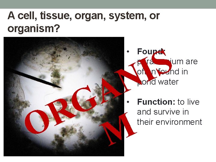 A cell, tissue, organ, system, or organism? S I N • Found: paramecium are