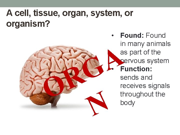 A cell, tissue, organ, system, or organism? • Found: Found in many animals as