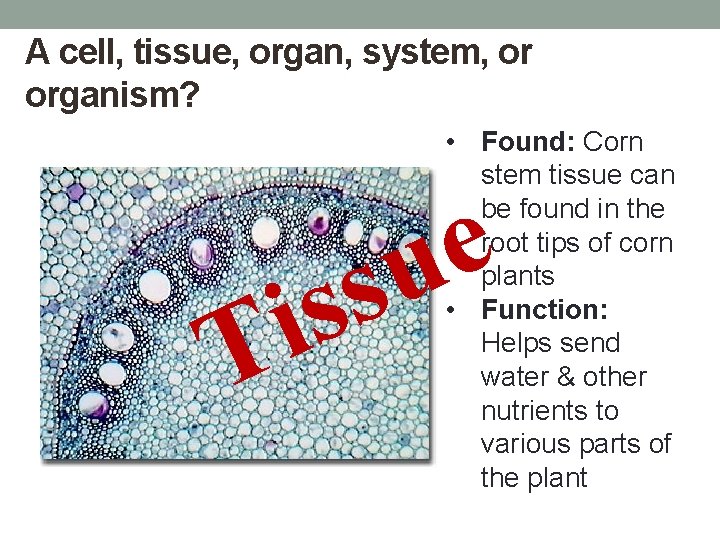 A cell, tissue, organ, system, or organism? • Found: Corn stem tissue can be