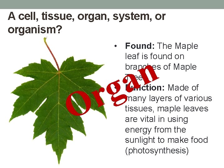 A cell, tissue, organ, system, or organism? • Found: The Maple leaf is found