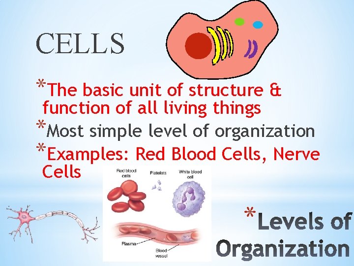 CELLS *The basic unit of structure & function of all living things *Most simple