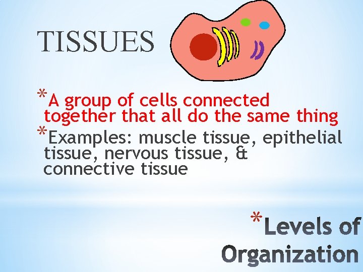 TISSUES *A group of cells connected together that all do the same thing *Examples:
