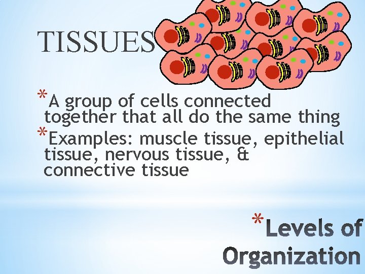 TISSUES *A group of cells connected together that all do the same thing *Examples: