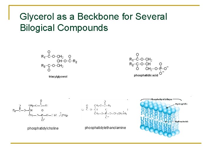Glycerol as a Beckbone for Several Bilogical Compounds phosphatidylcholine phosphatidylethanolamine 