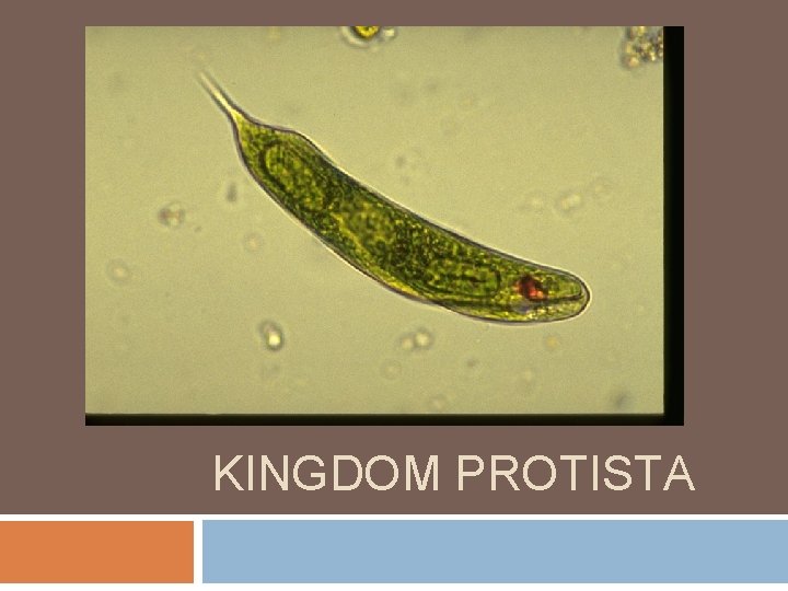 KINGDOM PROTISTA 