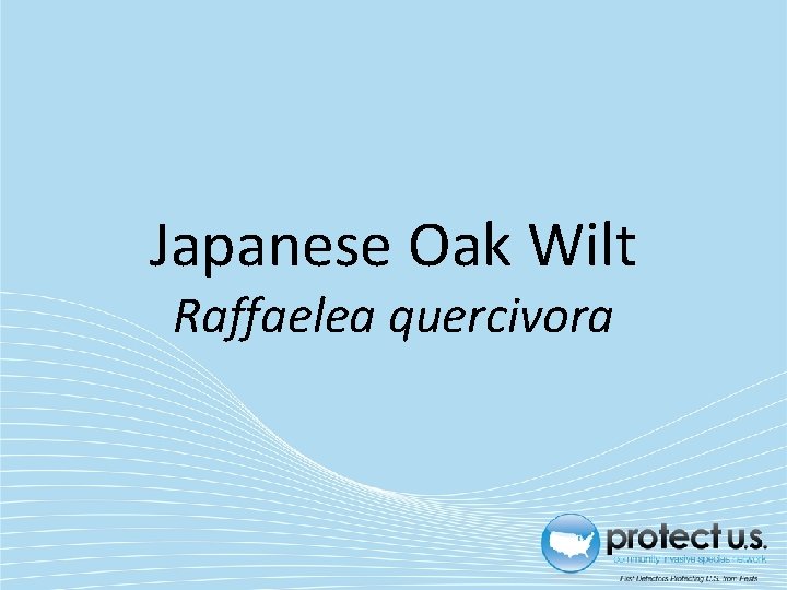 Japanese Oak Wilt Raffaelea quercivora 