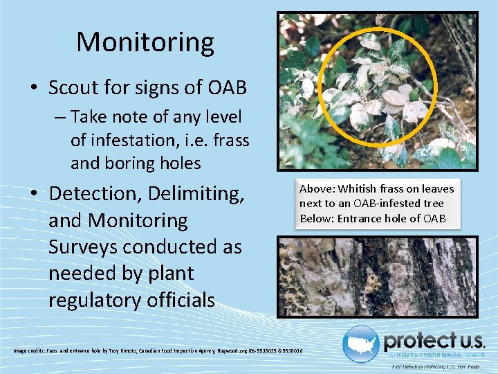 Monitoring • Scout for signs of OAB – Take note of any level of