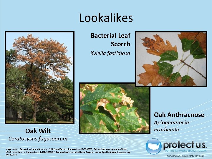 Lookalikes Bacterial Leaf Scorch Xylella fastidiosa Oak Anthracnose Oak Wilt Ceratocystis fagacearum Image credits: