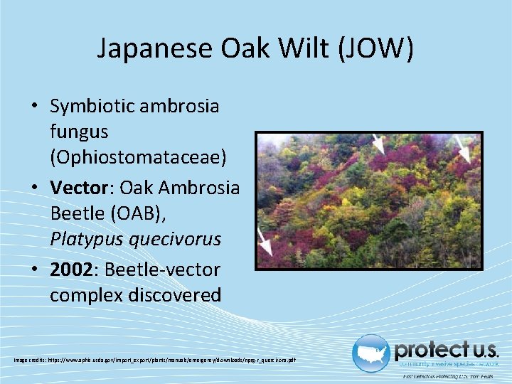 Japanese Oak Wilt (JOW) • Symbiotic ambrosia fungus (Ophiostomataceae) • Vector: Oak Ambrosia Beetle