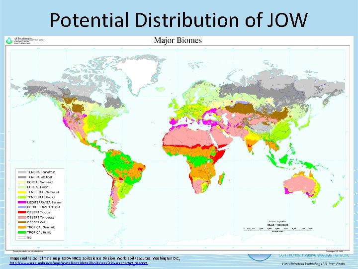 Potential Distribution of JOW Image credits: Soil climate map, USDA-NRCS, Soil Science Division, World