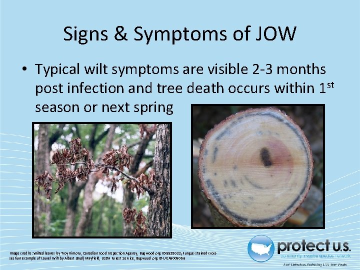Signs & Symptoms of JOW • Typical wilt symptoms are visible 2 -3 months